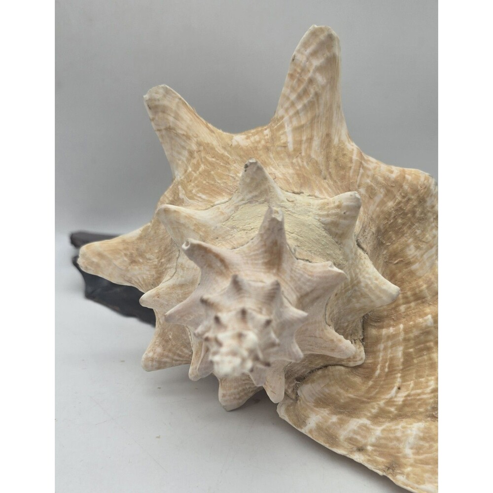 VINTAGE Large Conch Sea Shell Seashell Beach Horn - Picture 8 of 9